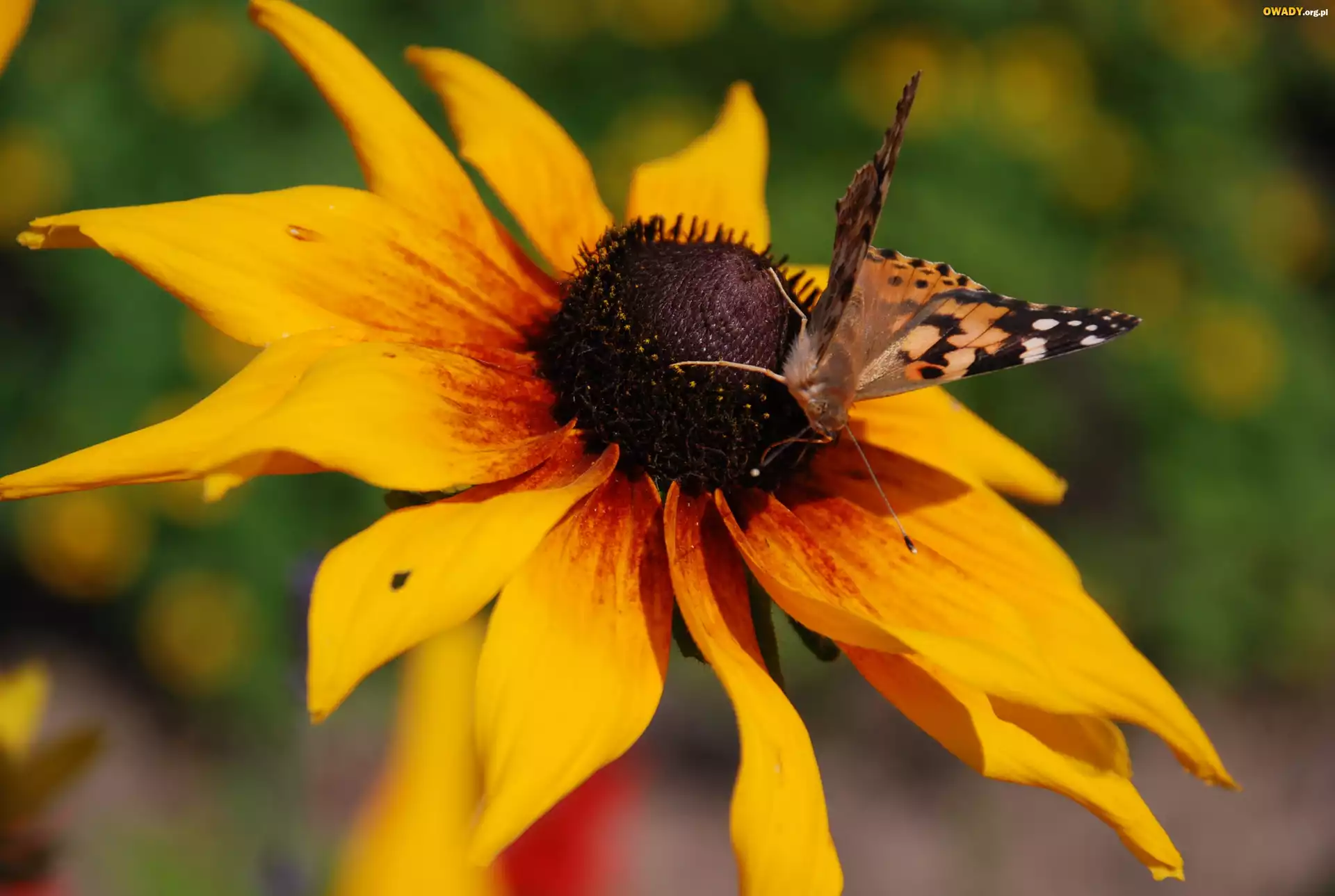 Rudbekia, Dwubarwna, Motyl, Rusałka, Osetnik