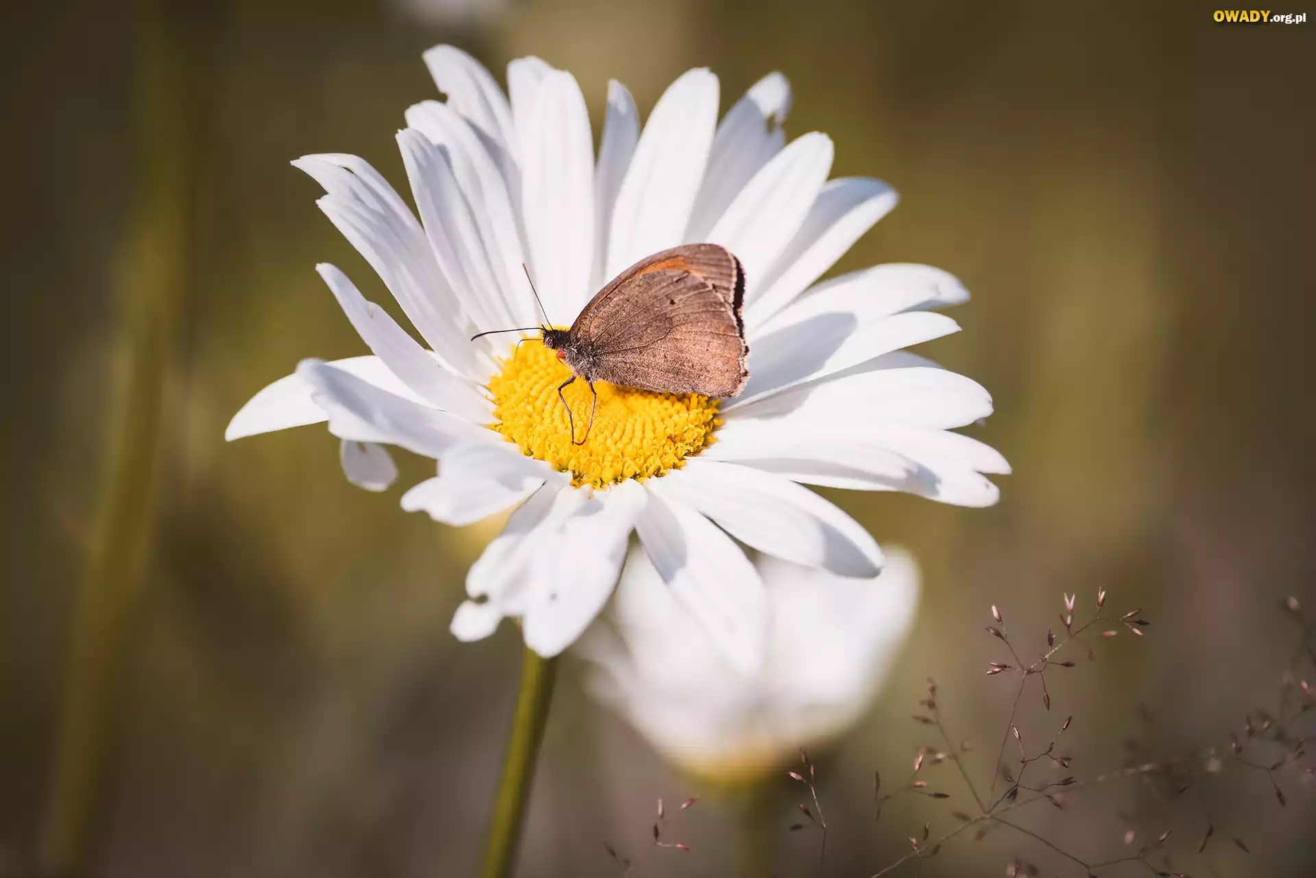 Stokrotka, Motyl