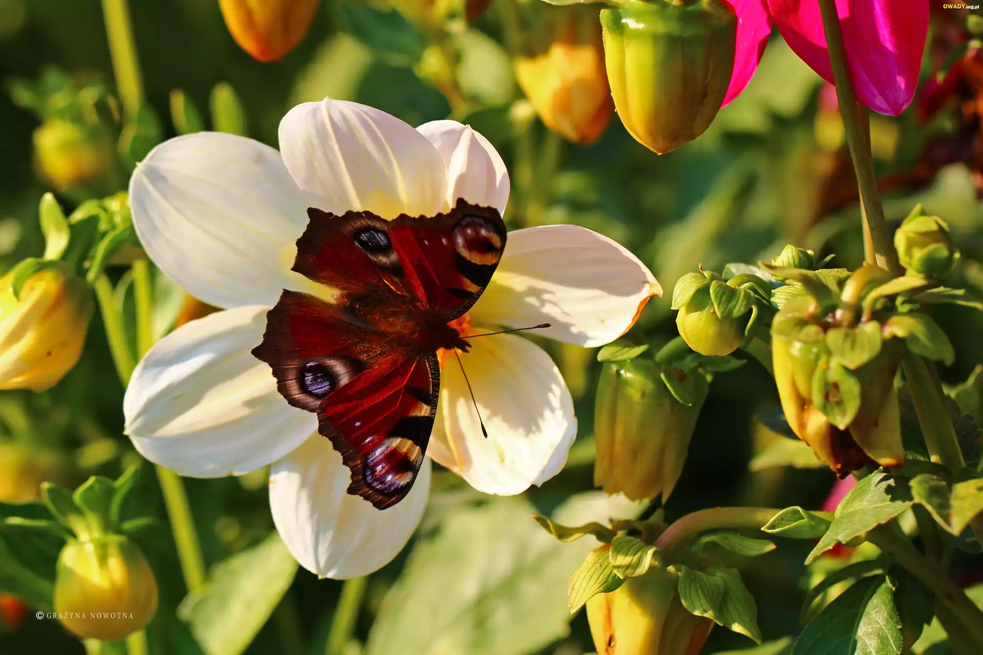 Rusałka Pawik, Motyl, Czerwony, Owad