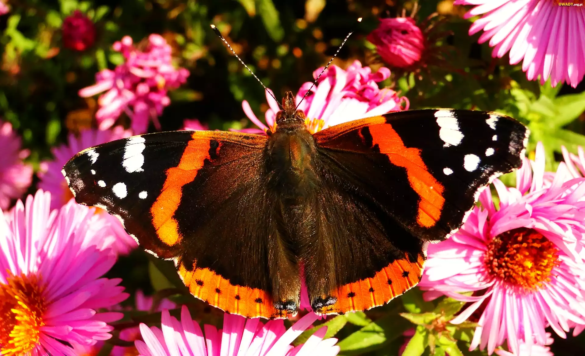 Motyl, Rusałka admirał