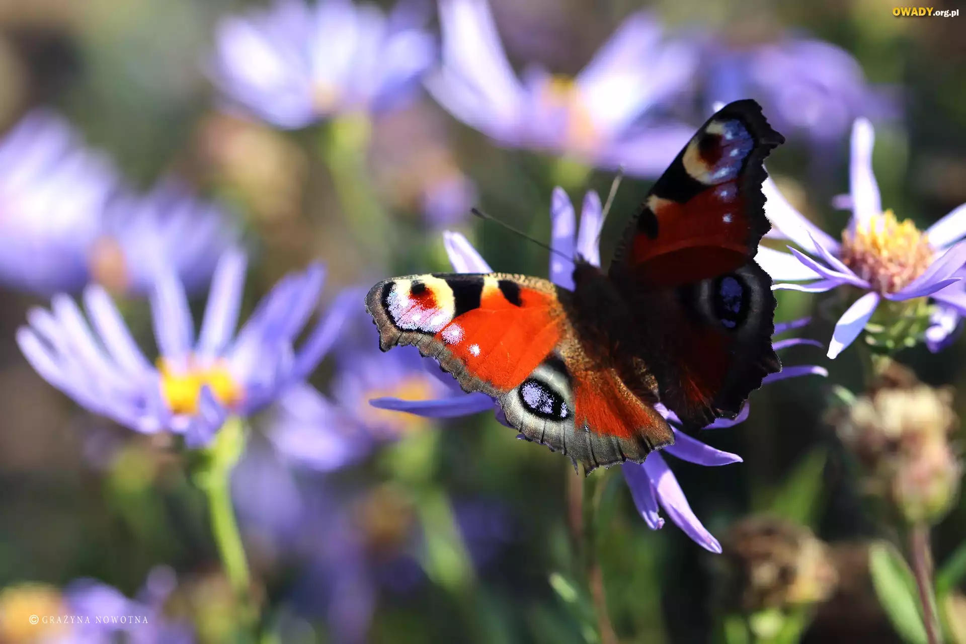 Pawik Rusałka, Motyl