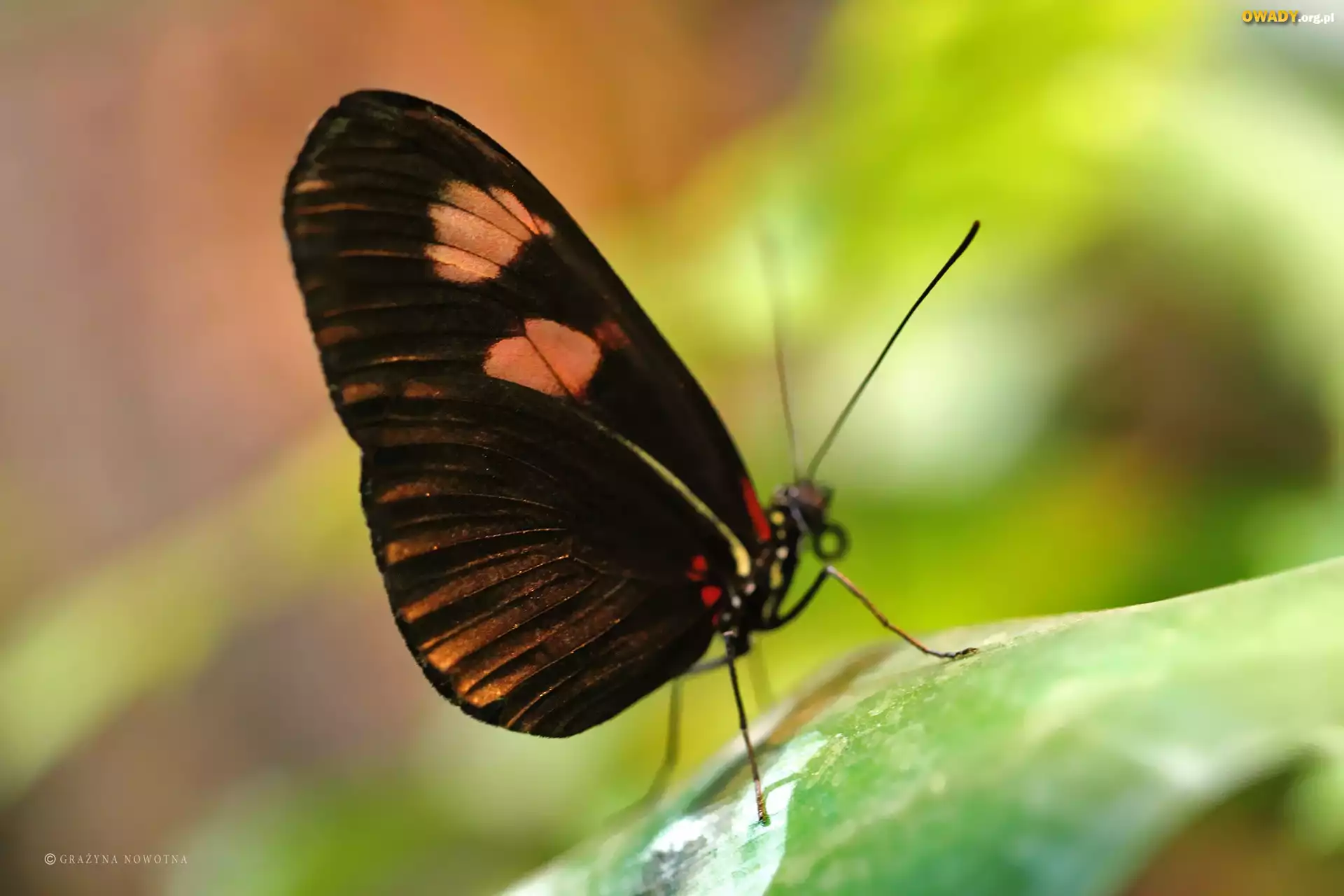Skrzydła, Motyl