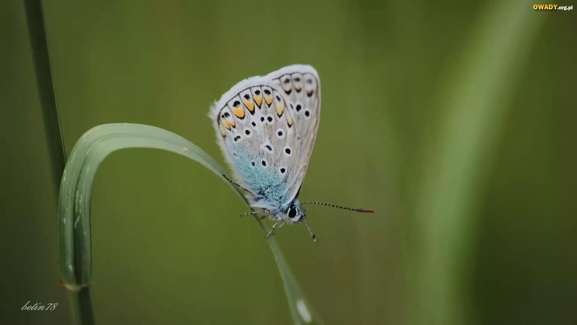 Motyl, Trawa, Łąka