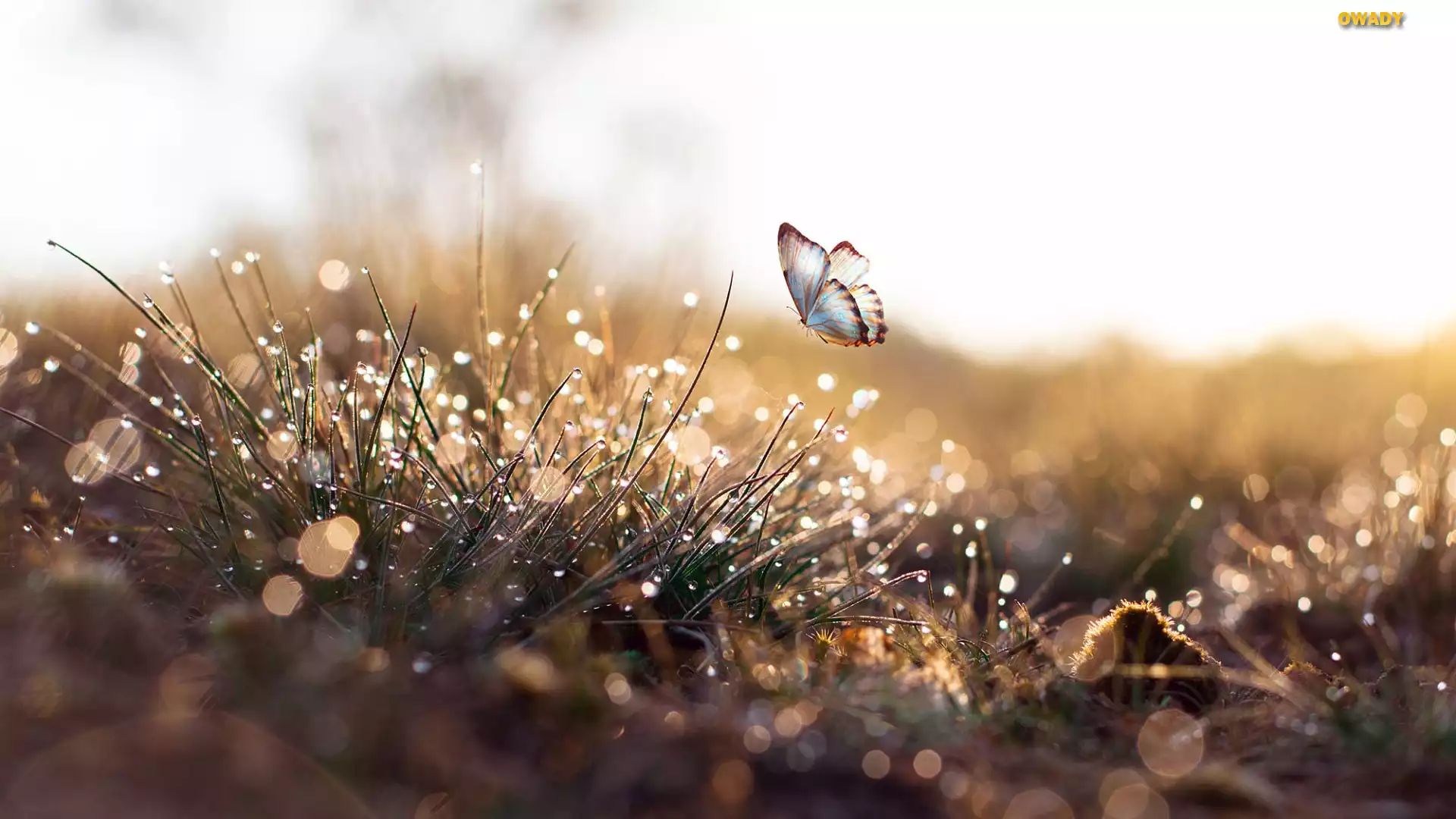Trawa, Krople, Graficzny, Motyl, Bokeh