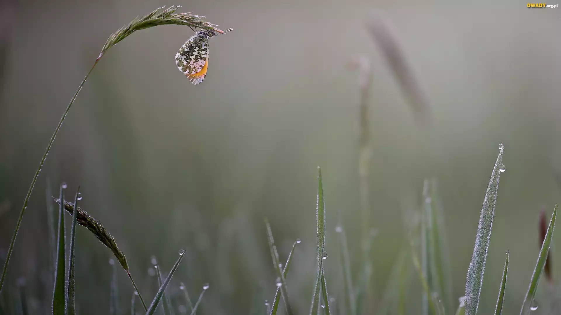 Motyl, Zorzynek rzeżuchowiec, Trawa, Krople
