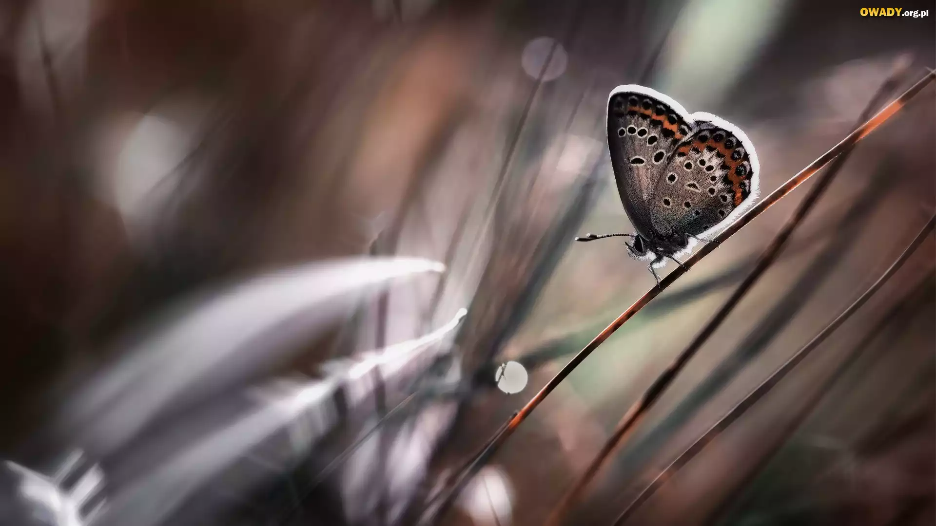 Motyl, Trawa, Makro