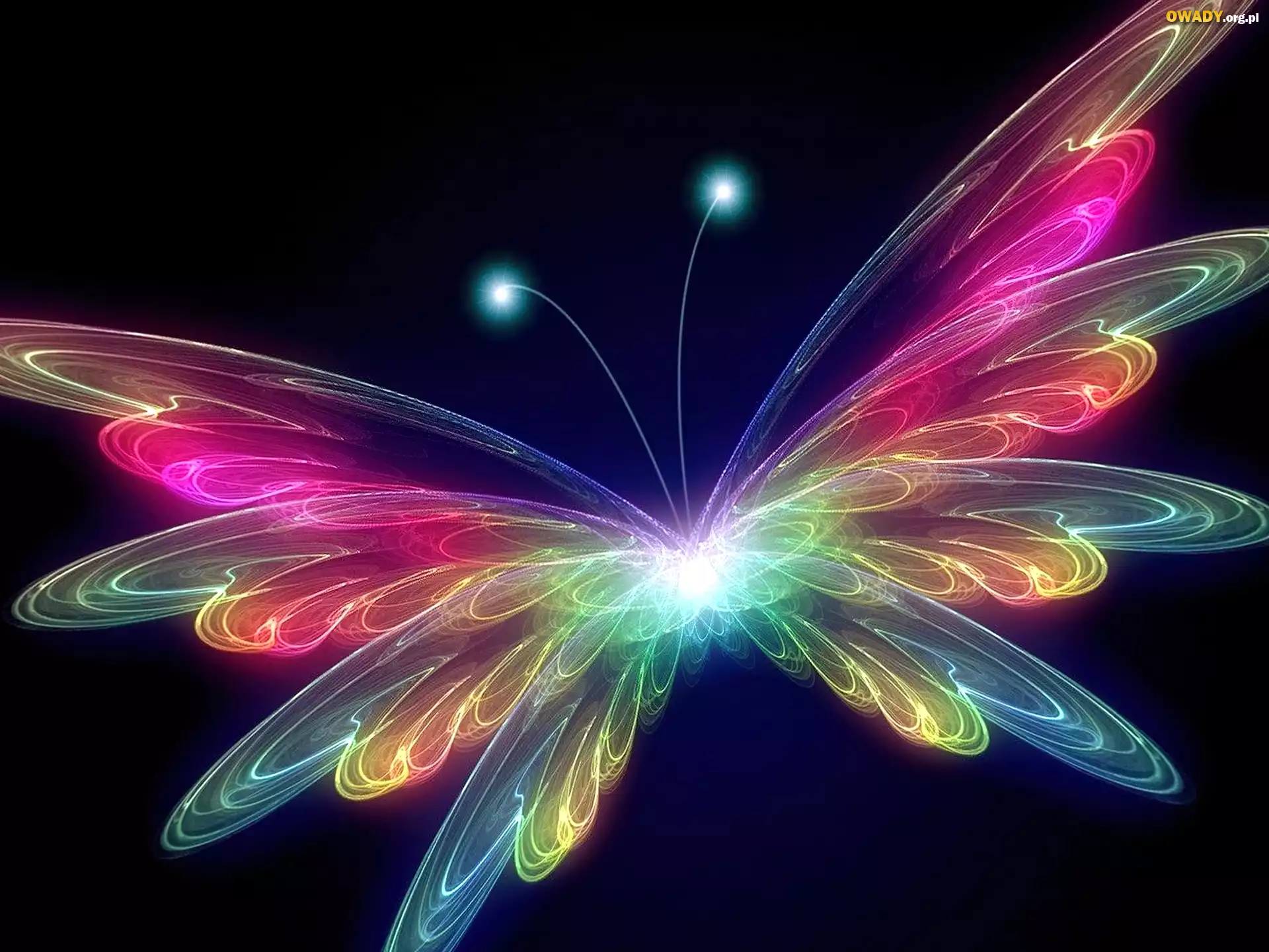 Motyl, Światło, Neon