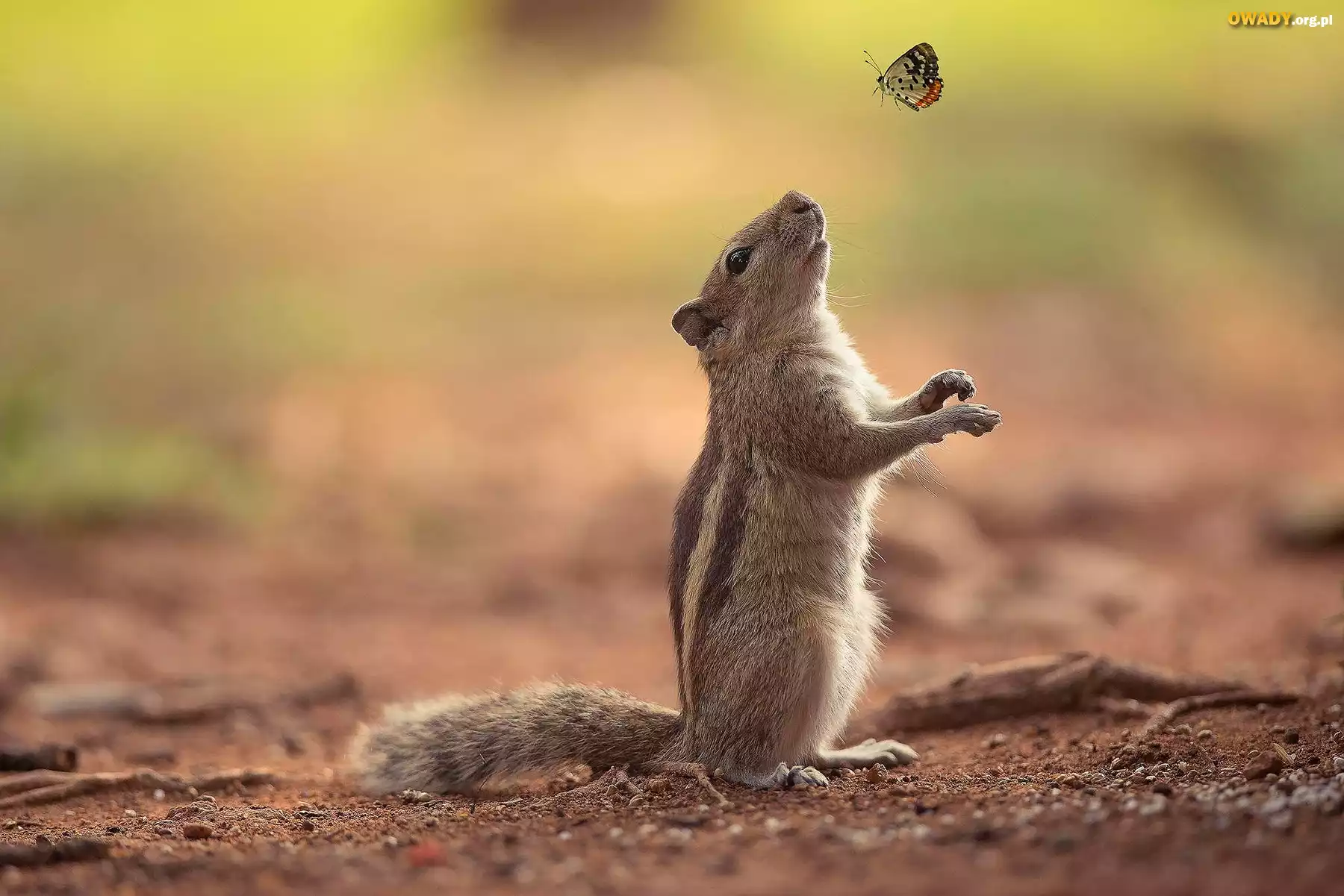 Wiewiórka, Chipmunk, Motylek