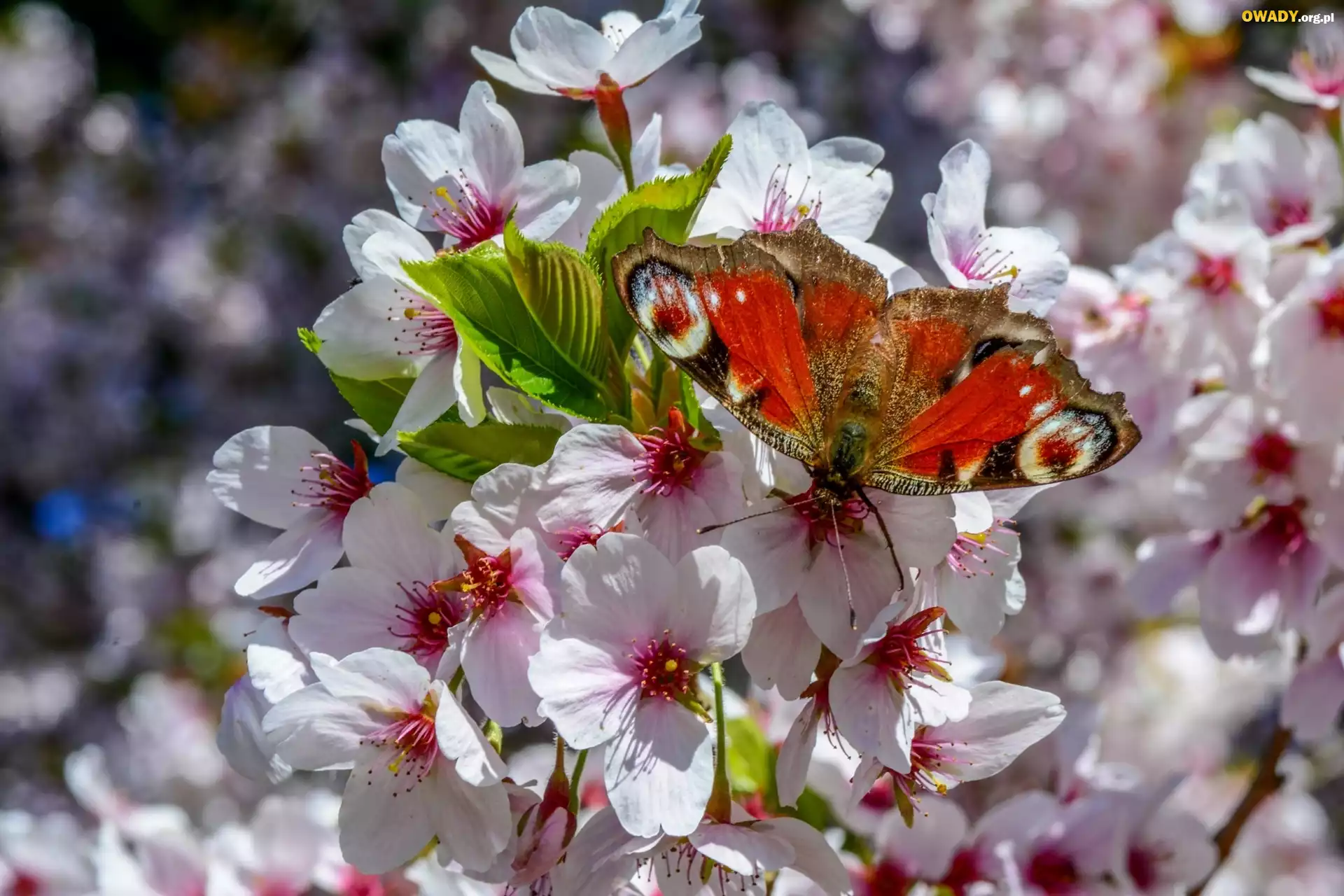 Wiosna, Kwiaty, Drzewo Owocowe, Motyl, Rusałka, Pawik