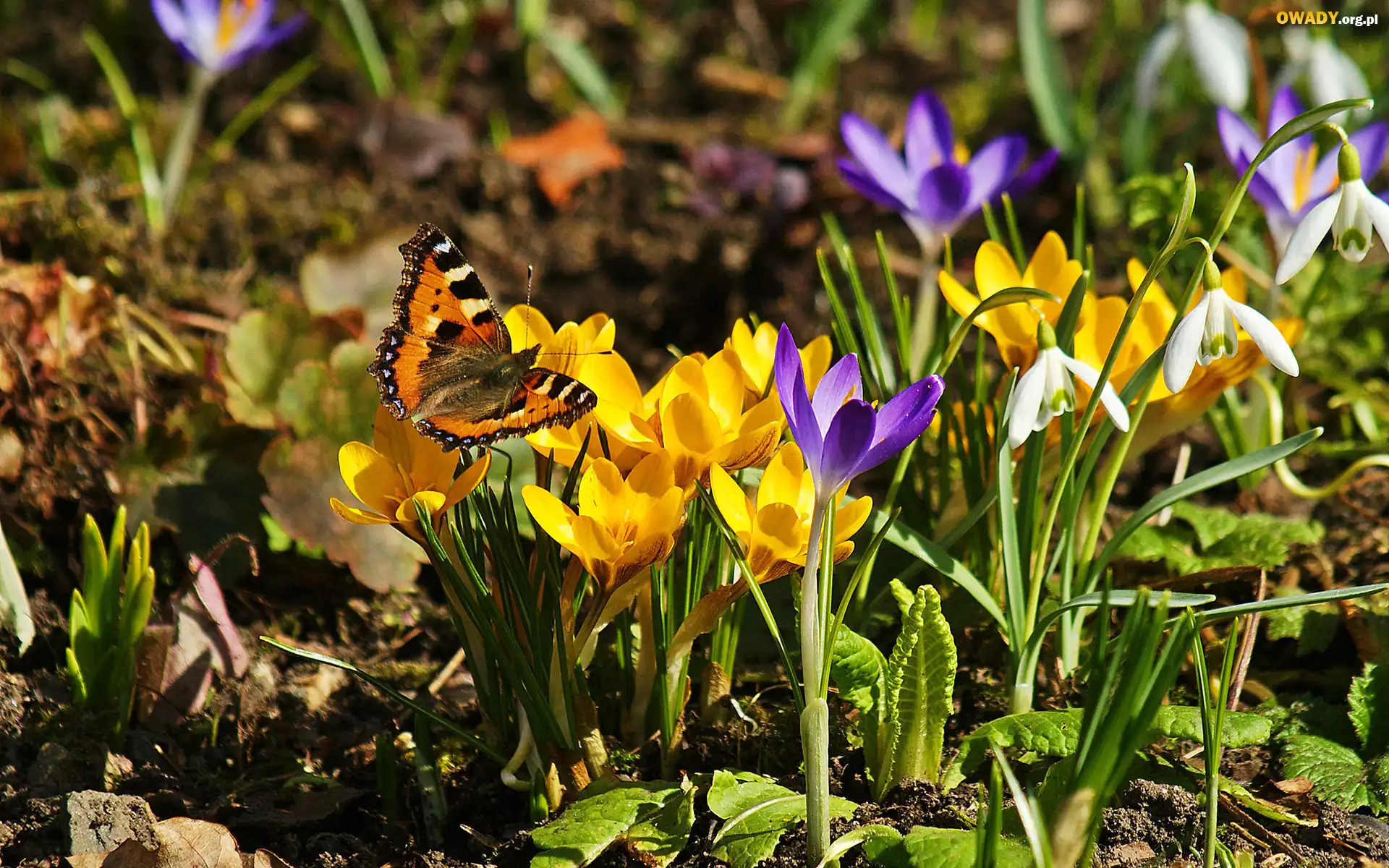 Wiosna, Krokusy, Przebiśniegi, Motyl