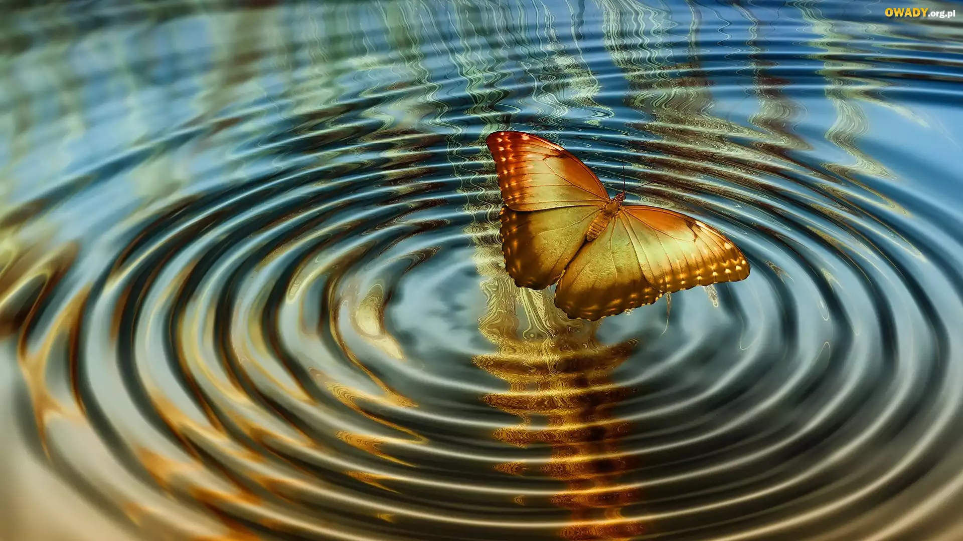 Woda, Kręgi, Motyl, Grafika 2D