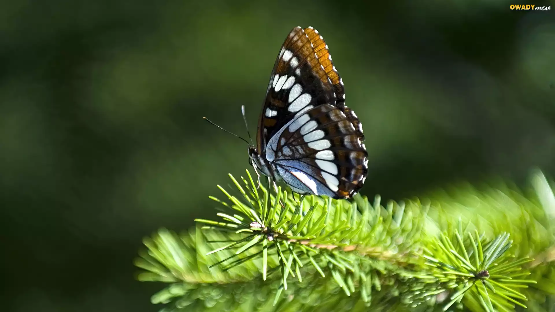 Zielona, Gałązka, Piękny, Motyl