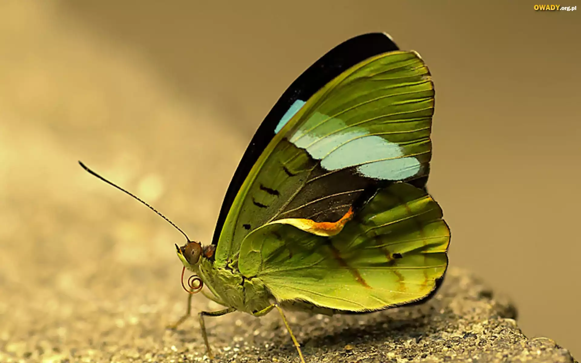 Zielony, Motyl